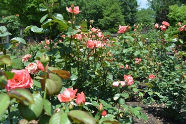 Rose Garden