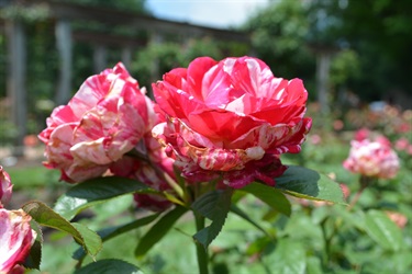 Rose Garden