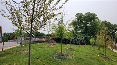 Tree planting around the site - May 2023