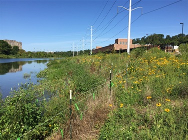 The rip rap stone and invasive plants have been removed form the stream bank and the area has been replanted with native plants.