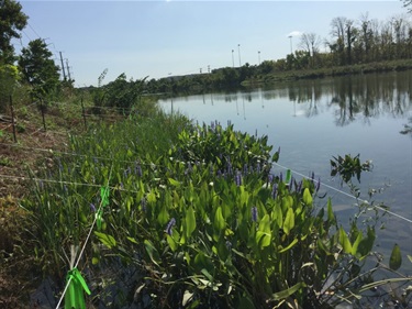 Living shorelines, or small wetland features, have been constructed along the bottom of the stream bank.