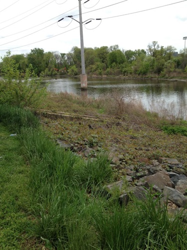 The Four Mile Run Flood Channel - before restoration. The flood channel had hardened stream banks covered in stone rip rap, and most of the plants along the stream were invasive.