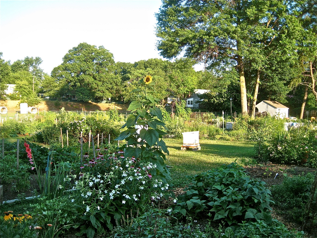 A community garden