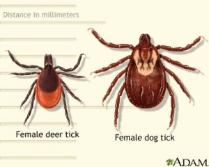 Picture of female deer tick and female dog tick