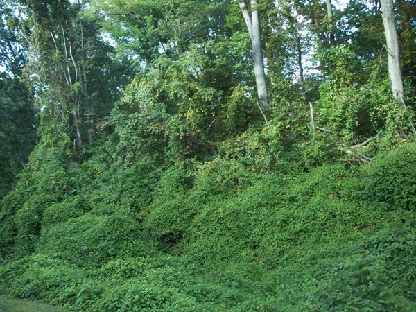 Porcelainberry along the W&OD Trail – 2013