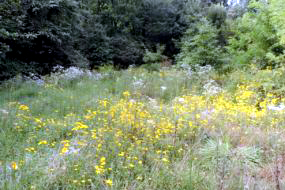 Barccroft Meadow