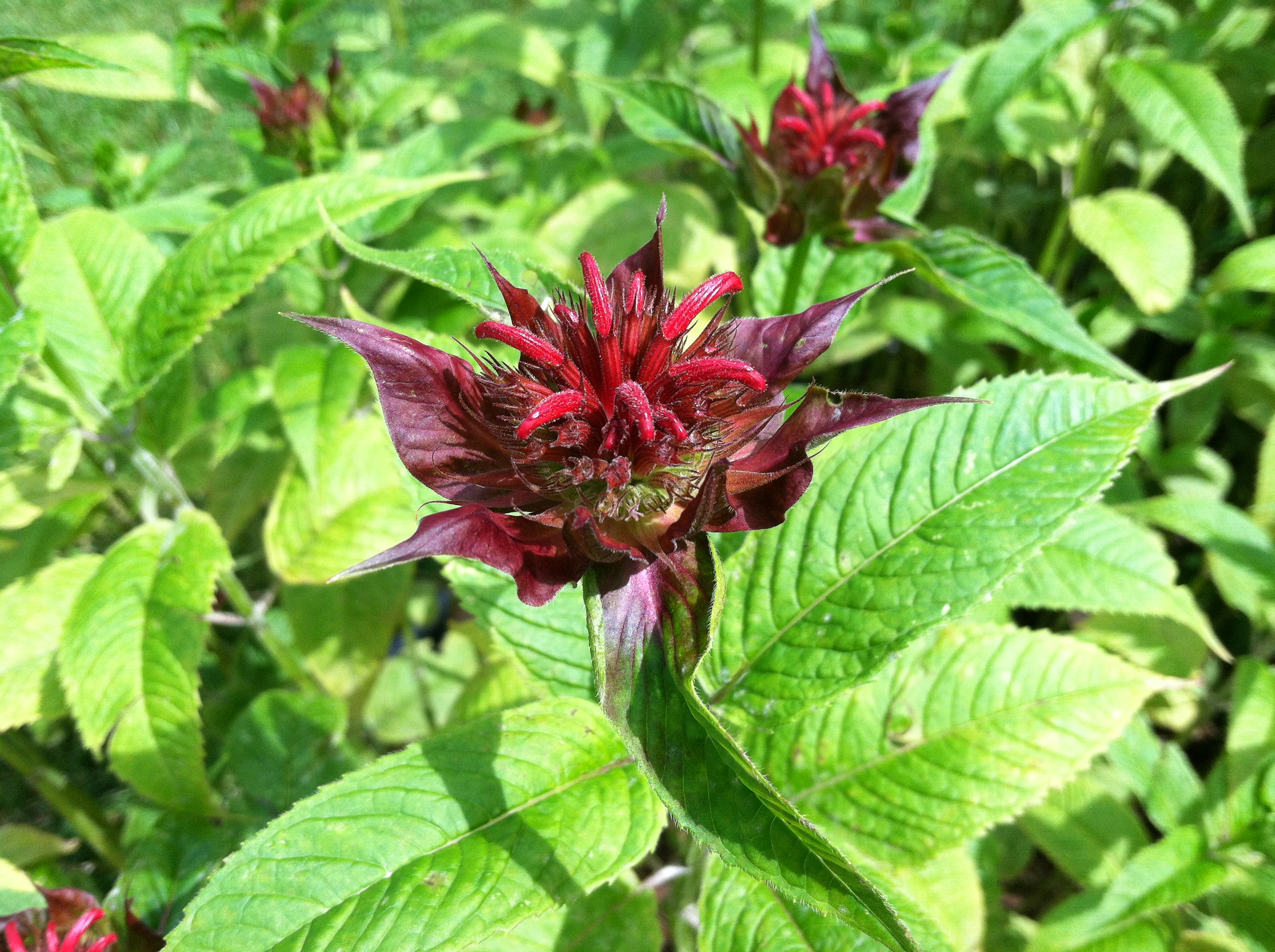 The bee balm’s red flowers have a unique shape