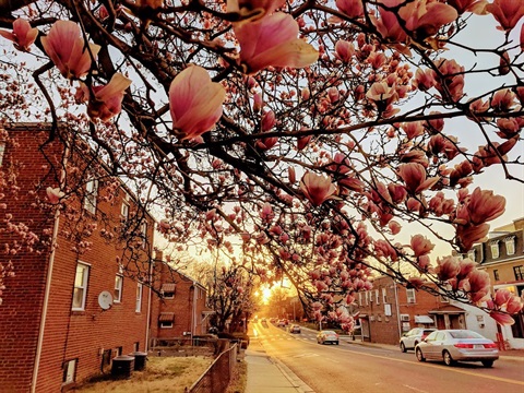 cherry blossom tree at sunrise