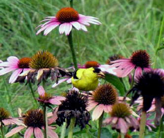 Native plants attract butterflies and birds to your yard