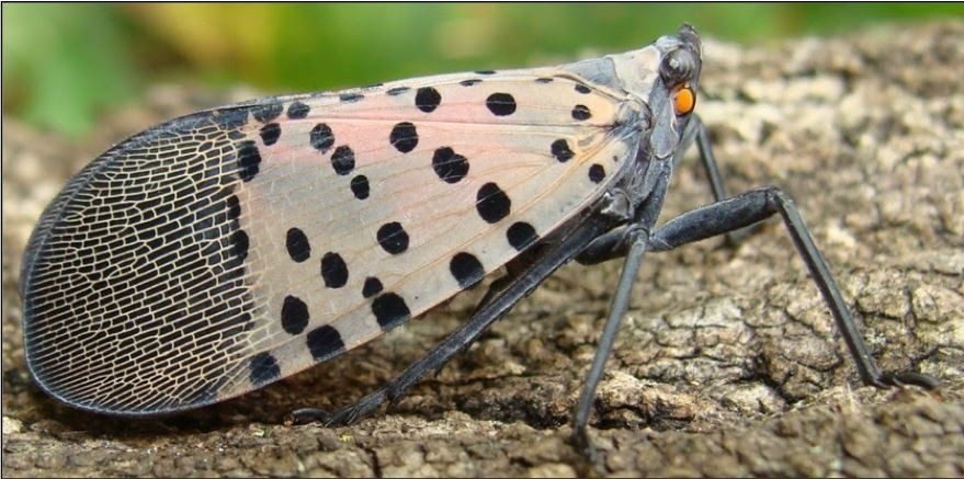 lantern fly