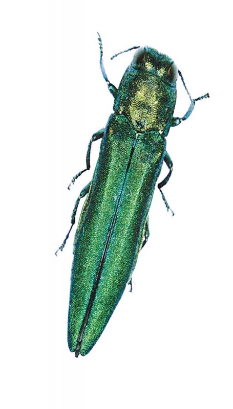 Emerald Ash Borer