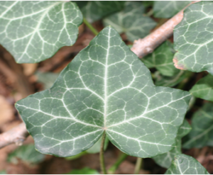 English Ivy