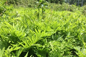 Native plants