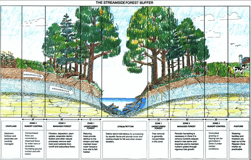 The streamside Forest Buffer. Source: USFS