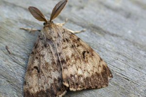 Gypsy moth