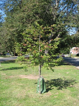 Tree planting