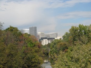 Trees with city skyline in background