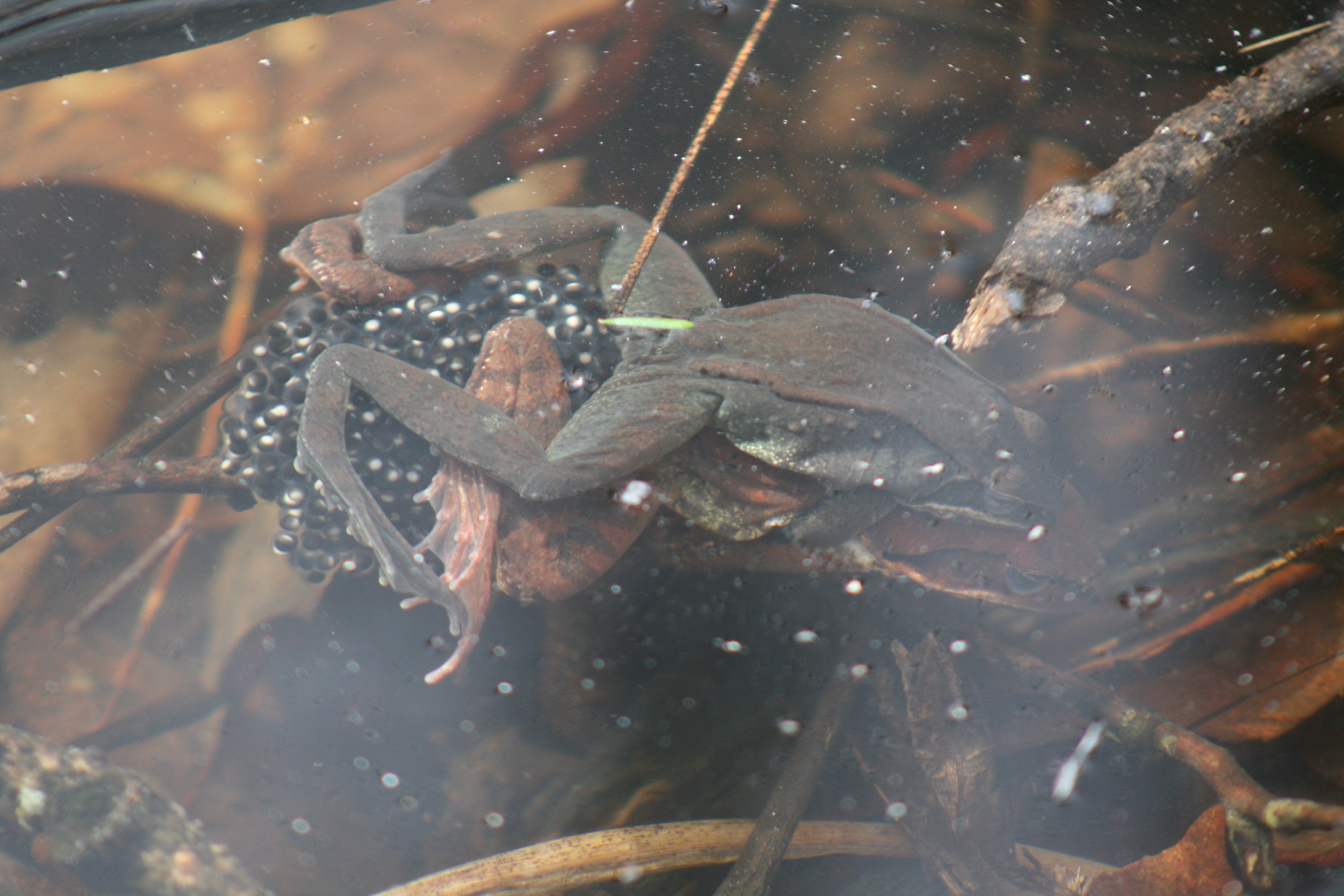 Wood Frogs mating