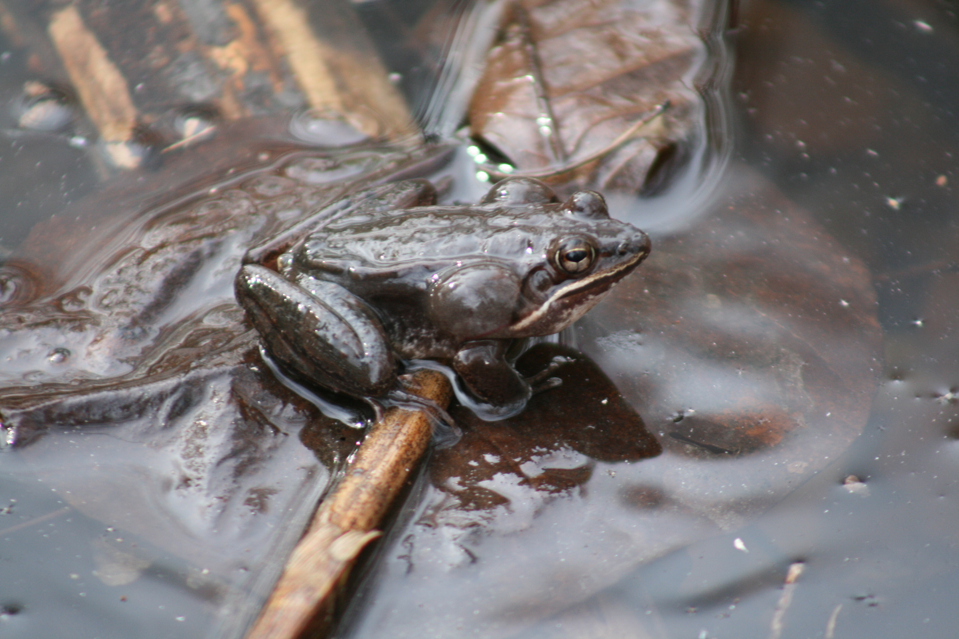 Wood Frogs 