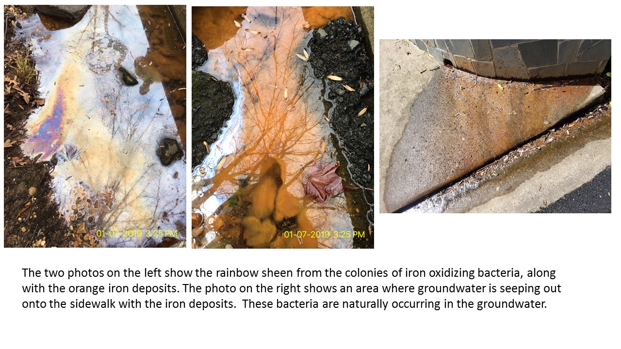 Iron bacteria examples