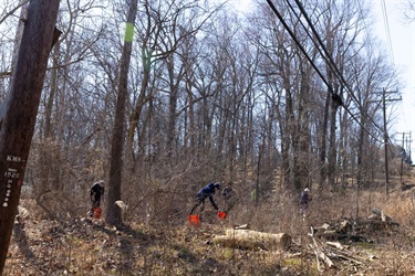 Power lines run overhead, three volunteers work among shrubs and trees