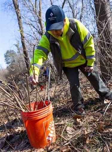 Sue places cut branches in a bucket