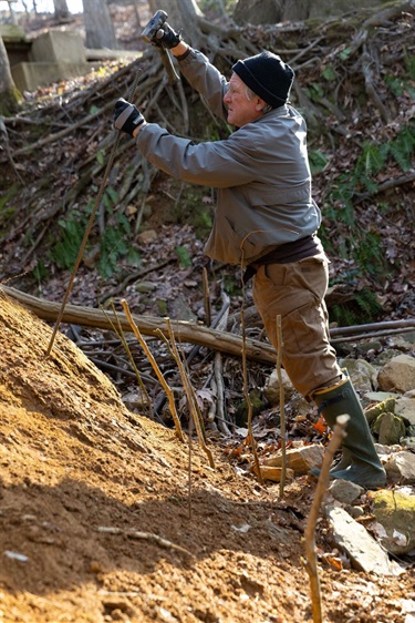 Volunteer hammers rebar into eroding stream bank