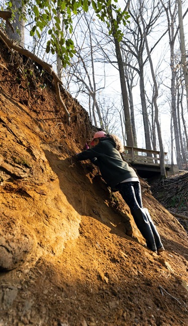 Volunteer stands on steep bank to insert live stakes into the soil