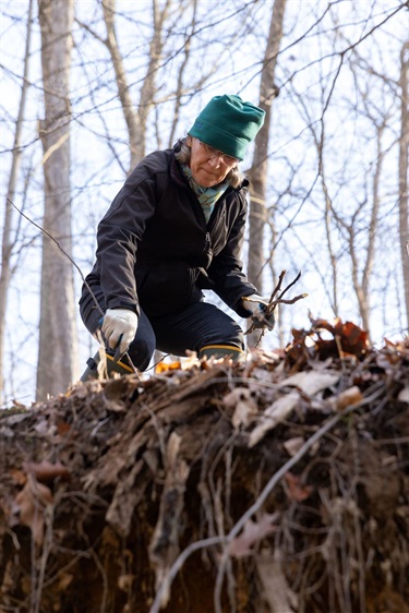 Volunteer in a green hat pushes a thin live stake into the soil