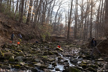 Volunteers and County staff push live stakes into the stream banks