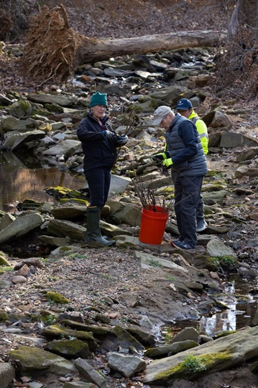 Volunteers in the stream valley. A large fallen tree and exposed root mass is in the background.