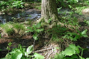 Magnolia Bog in Arlington