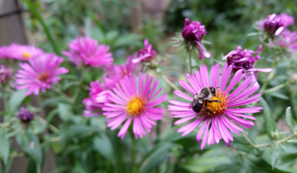 Native flower with bee