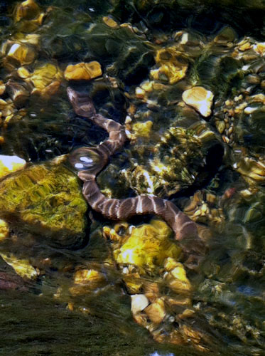 Northern Water Snake at Lubber Run