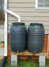 Two connected black 50-gallon rain barrels under a downspout.