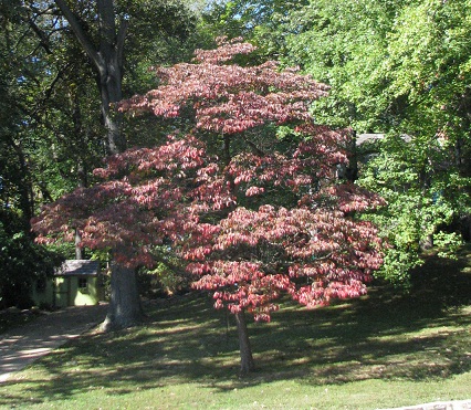 Small yard tree