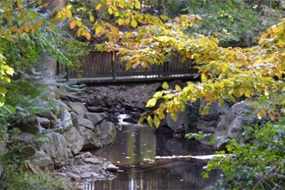 trees and stream