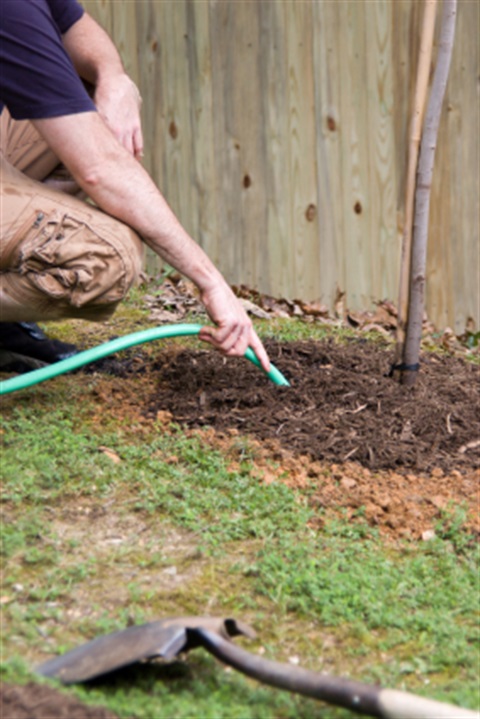 watering a tree in a backyard