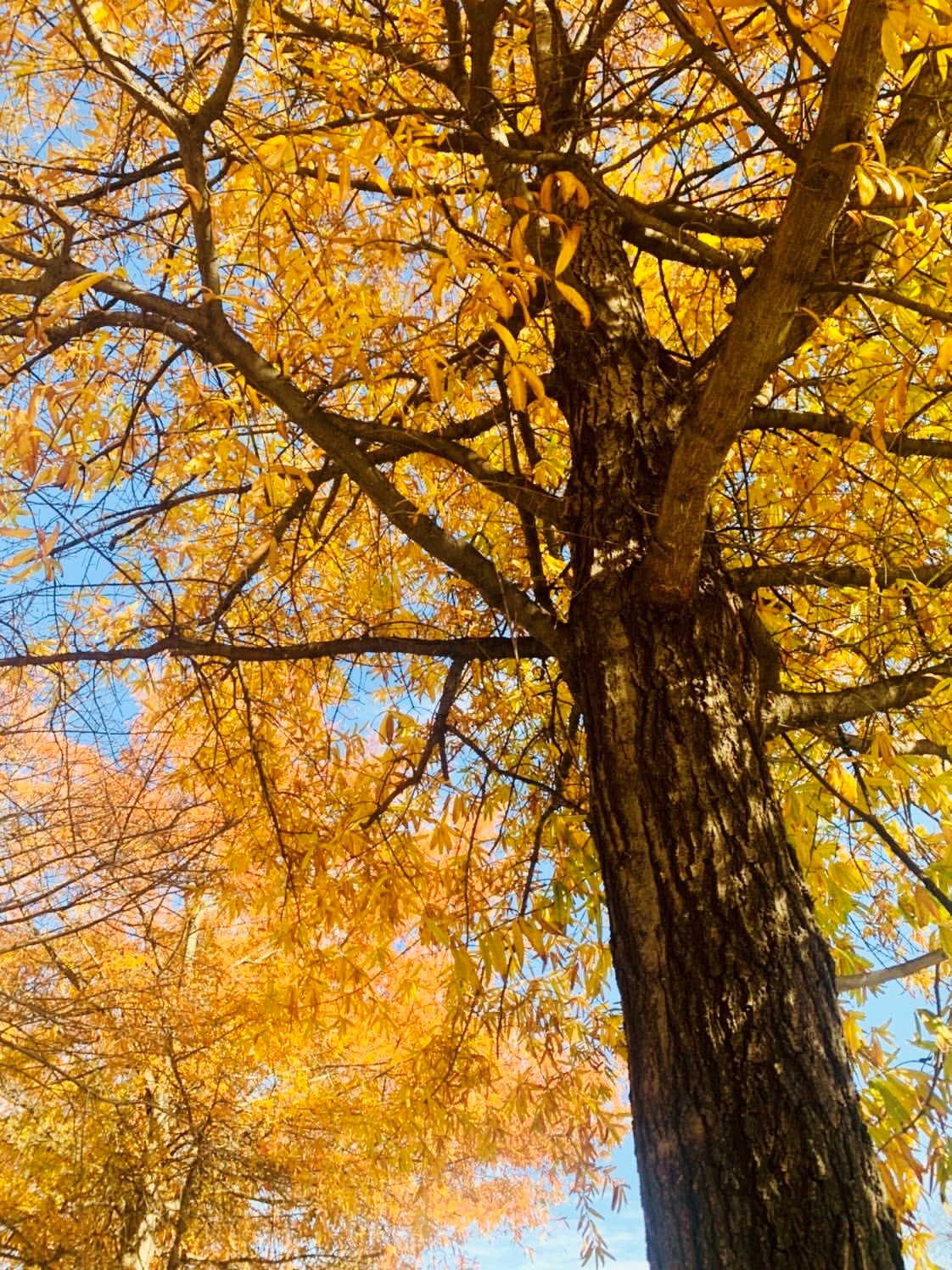 Thriving willow oak by Nicole Merlene