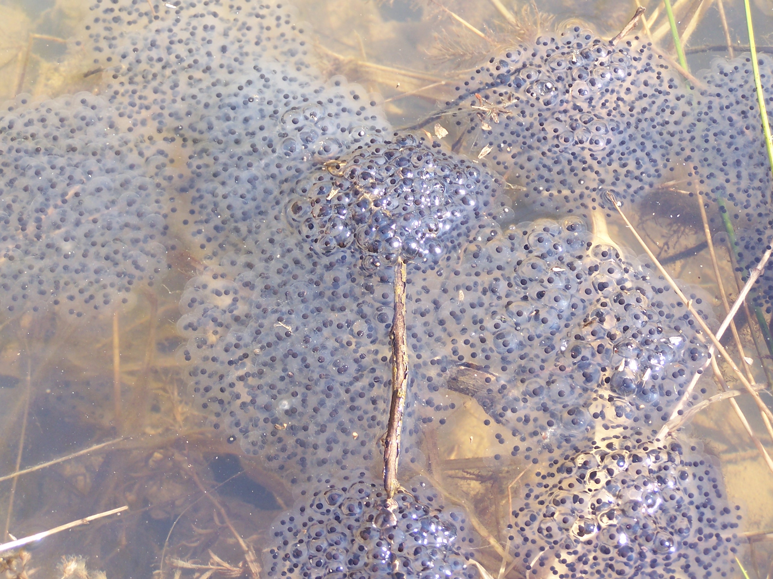 Wood Frog eggs