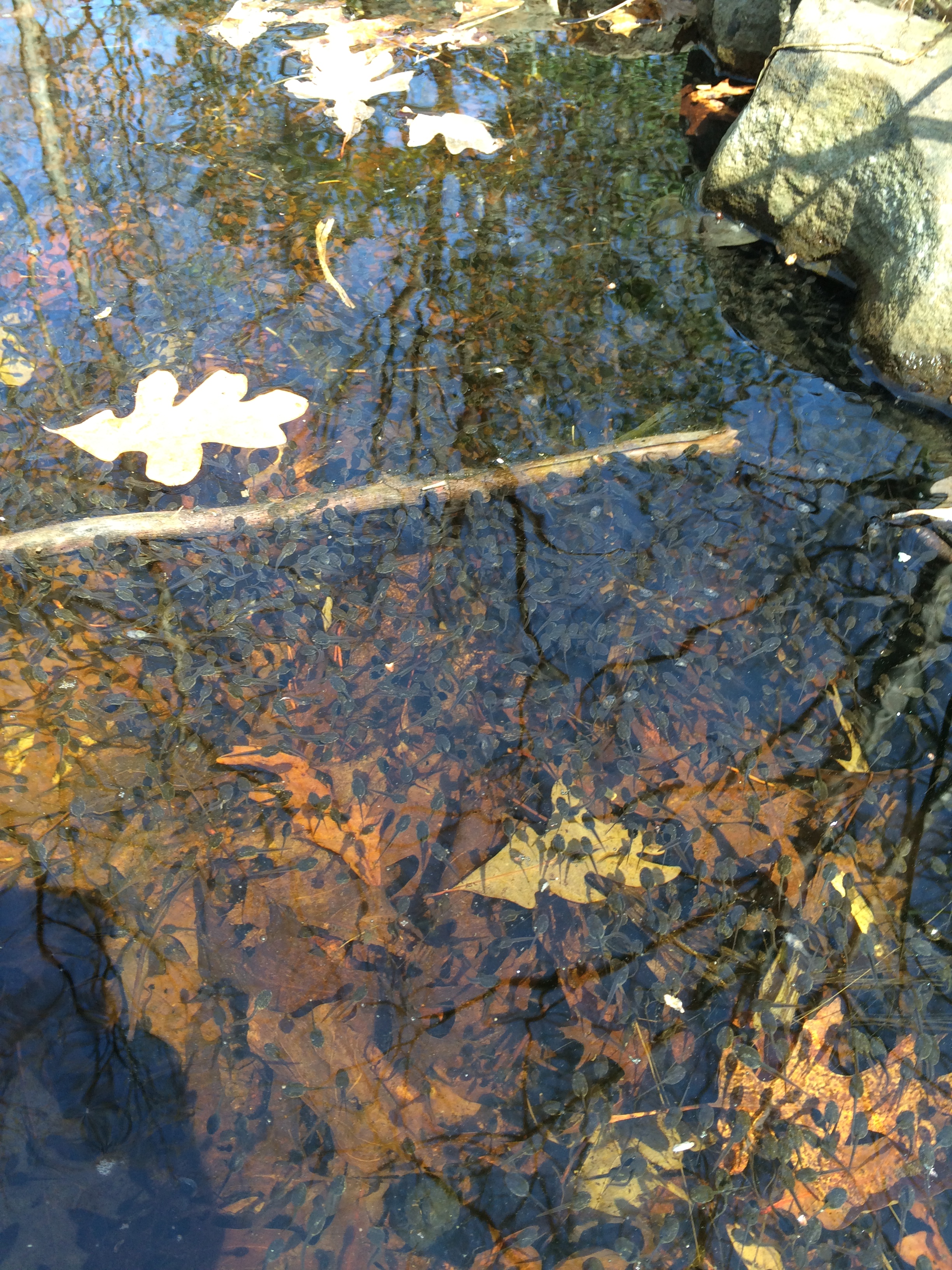 Wood Frog tadpoles