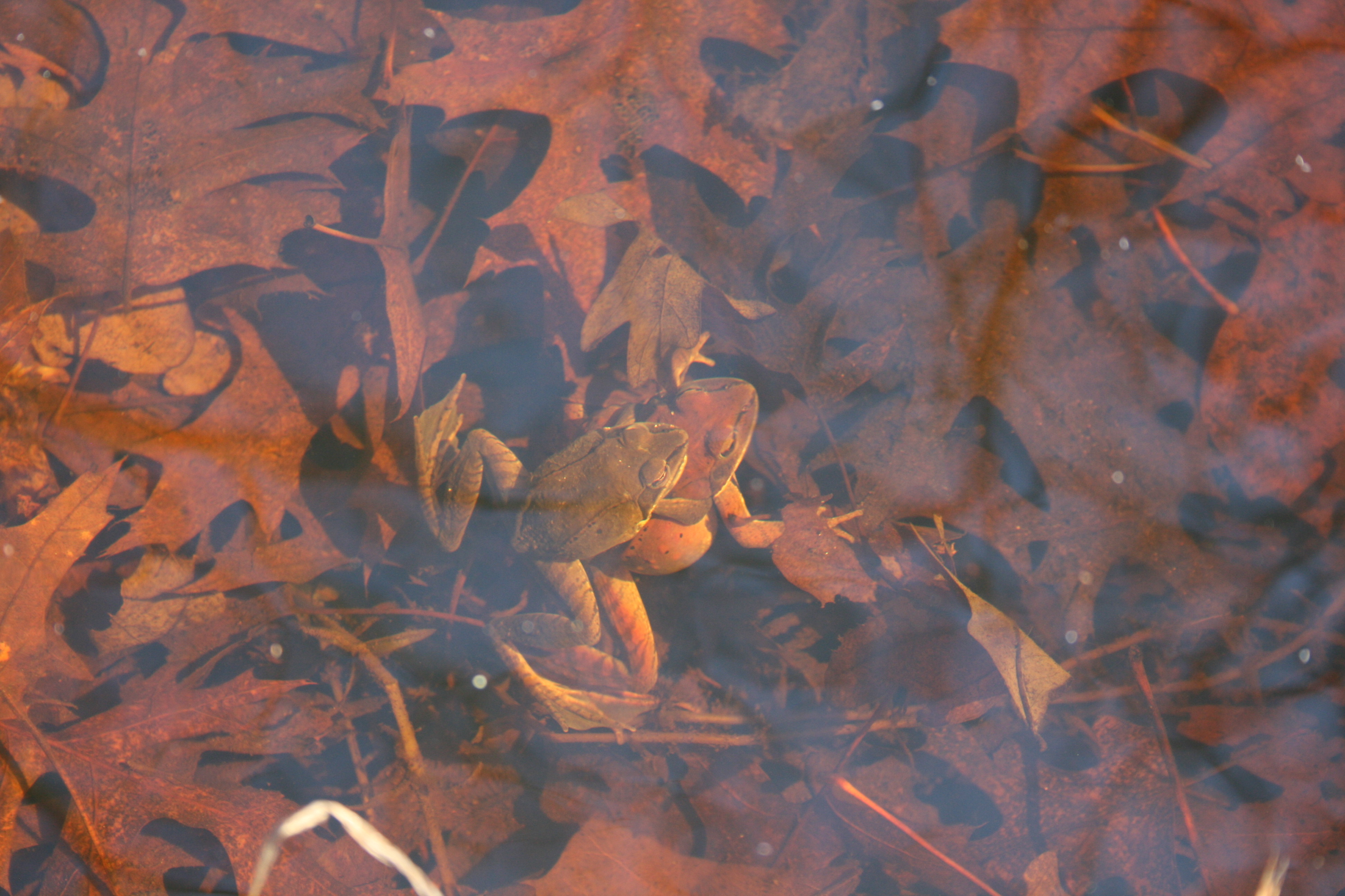 Wood Frogs