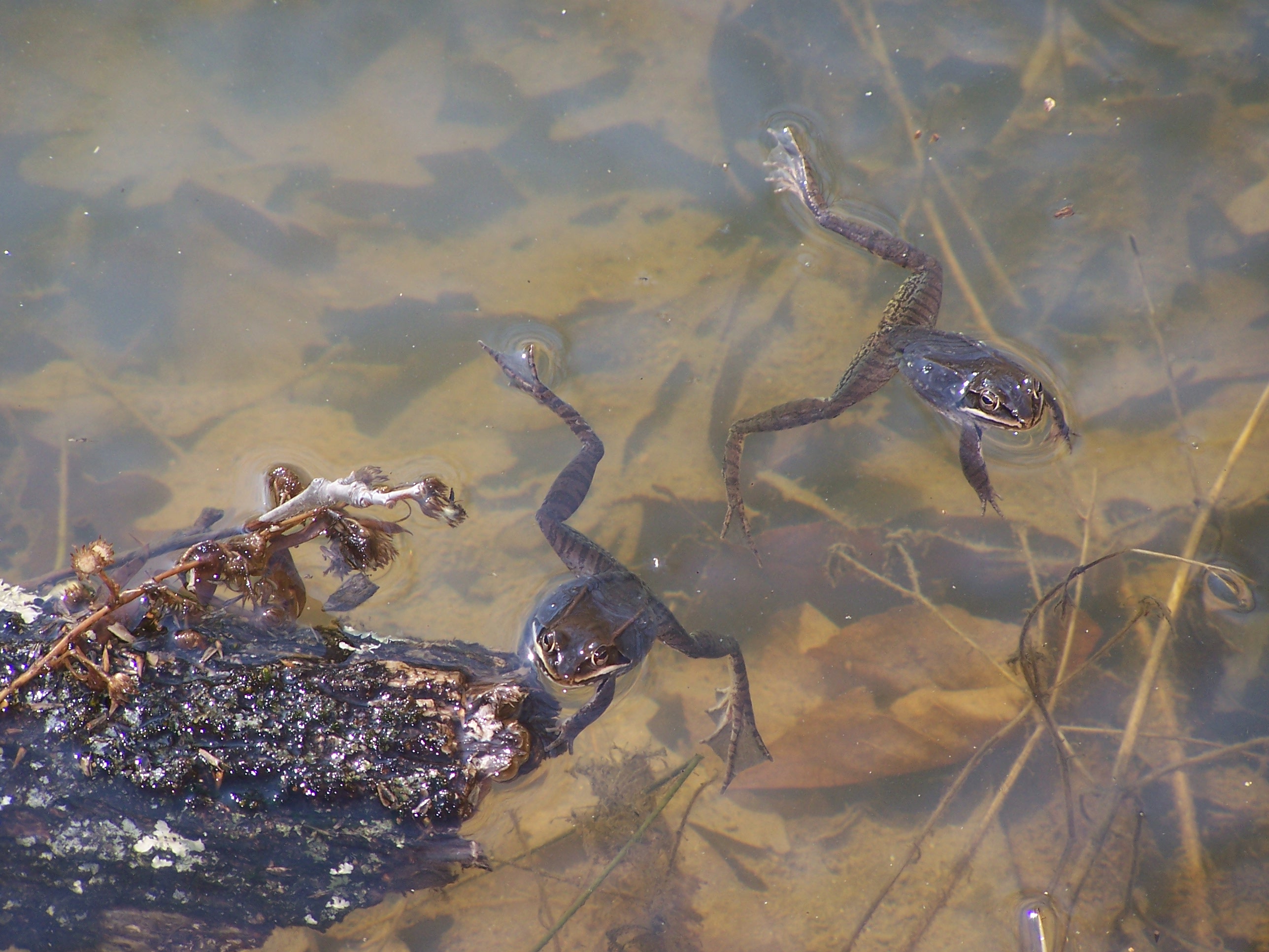 Wood Frogs 