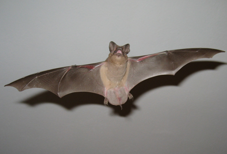 Big brown bat