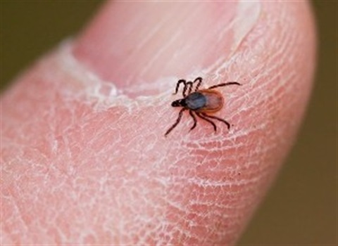 A tick on a finger