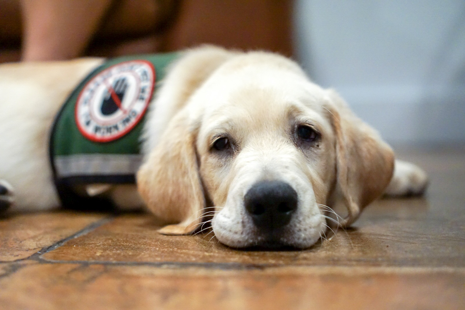 Service dog