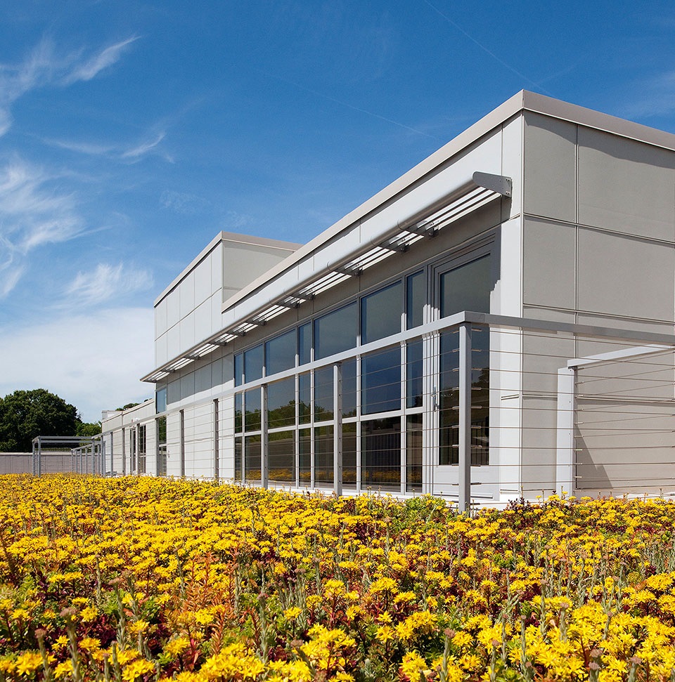 foreground has small yellow flowers leading to a white building with tall glass windows in the background