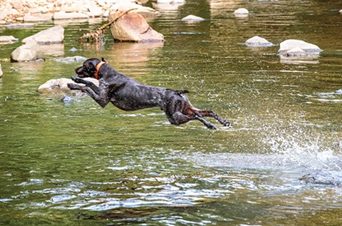 Dog mid jump into water