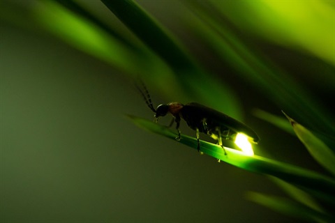 firefly