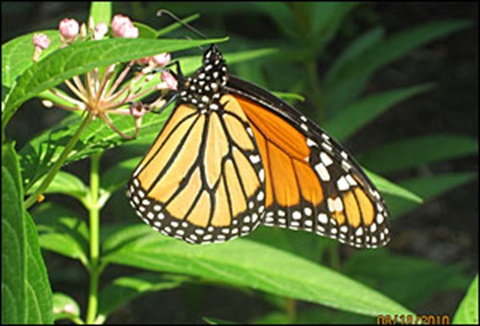 Butterfly on flower